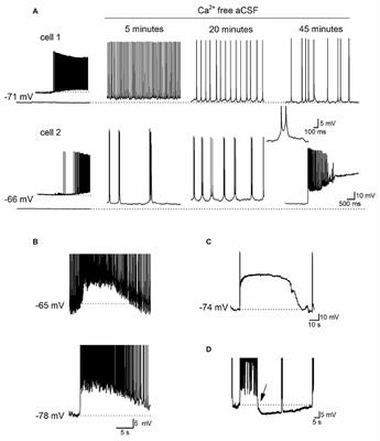 Reducing Extracellular Ca2+ Induces Adenosine Release via Equilibrative Nucleoside Transporters to Provide Negative Feedback Control of Activity in the Hippocampus